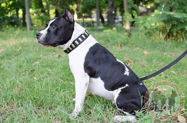 Leather Collar for Amstaff with Brass Plates