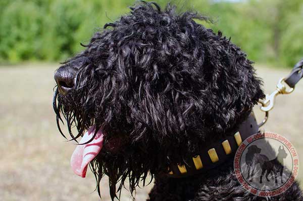 Leather Collar for Black Russian Terrier Daily Walking