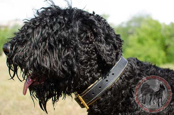 Black Russian Terrier Collar Leather Stitched with Nylon Thread