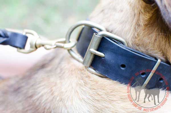 Brass Hardware on Stylish Leather Dog Collar