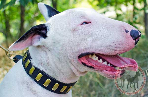 Leather Collar for Bull Terrier with Brass Plates
