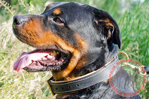 Rottweiler Collar Leather for Comfy Walking