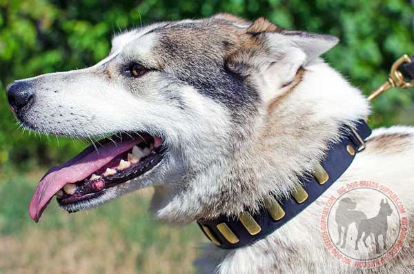 West Siberian Laika Collar Leather for Training and Walking Sessions