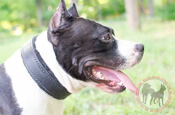 Amstaff Leather Canine Collar Helps the Dog Stay Comfy and Happy While Having it on