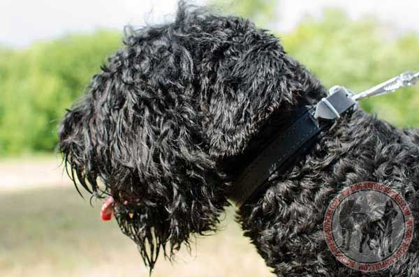 Leather Collar for Black Russian Terrier Training