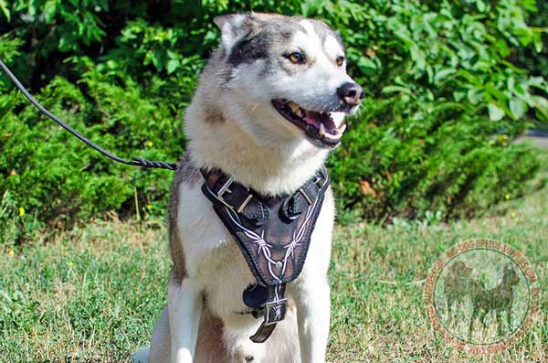 Leather harness for West Siberian Laika amazing design 
