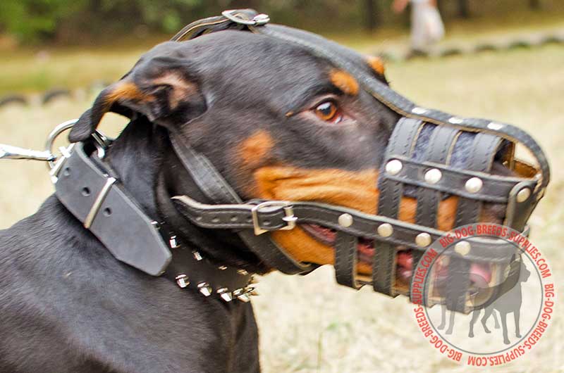 Everyday Walking Leather Mesh Cage German Shepherd Muzzle