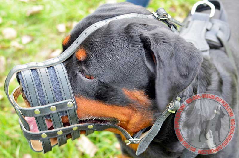 rottweiler cage size mesh cage leather muzzle german shepherd breed rottweiler cage size mesh cage leather muzzle german shepherd breed