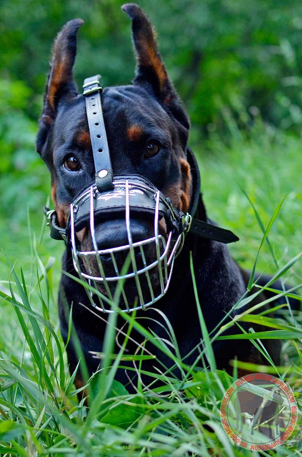 Doberman Metal Basket Dog Muzzle for Every Day
