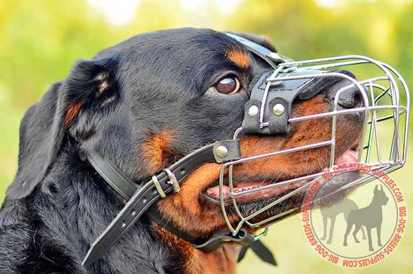 Metal Dog Muzzle Basket for Rottweiler