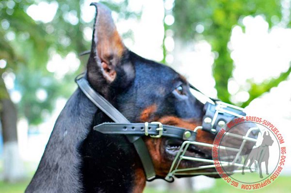Doberman Wire Dog Muzzle Stays Reliably on the Snout