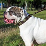 Fashion Leather American Bulldog Collar with Figured Plates for Walking and Training
