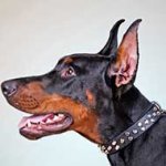 Studded Leather Doberman Collar for Walking in Style