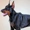Studded Doberman Leather Harness for Everyday Walking
