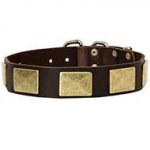 Fashion Leather Dog Collar with Large Brass Plates for Walking and Training