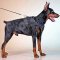 Pulling Tracking Training Walking Nylon Doberman Harness