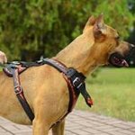 Painted Leather Pitbull Harness for Agitation Training