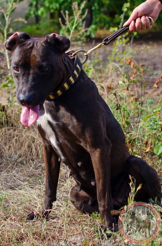 Pitbull dog on sale leash