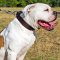 Classic Leather American Bulldog Collar for Walking and Training