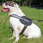 Lightweight Nylon American Bulldog Harness for Pulling, Tracking, Training and Walking