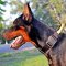 Nylon Doberman Collar with Durable Handle and Quick Release Button