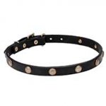 Leather Dog Collar with Engraved "Sunny Beams" Studs
