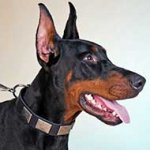 Walking in Style Leather Doberman Collar with Nickel Plates