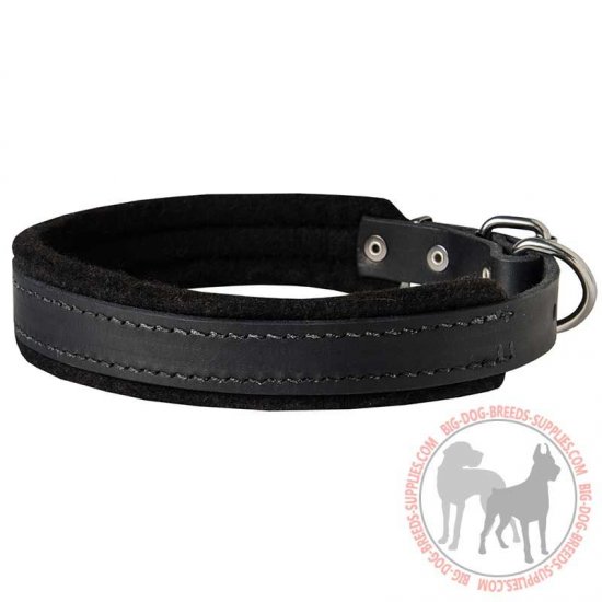 canine leashes and collars