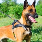 Leather Belgian Malonois Harness for Pulling and Tracking