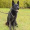 Leather German Shepherd Harness for Tracking, Walking and Training