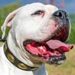 Leather American Bulldog Collar with Brass Oval Plates for Walking and Training