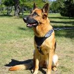 Adjustable Leather German Shepherd Harness for Training