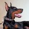 Walking and Training Barbed Wire Leather Doberman Collar