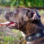 Conchos Adorned Leather Pit Bull Collar for Walking in Style