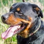 Exclusive Leather Rottweiler Collar with Hammered Vintage BRASS Plates
