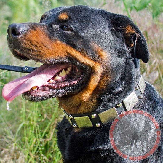 rottweiler collar chain
