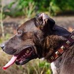Walking Leather Pitbull Collar with Row of Brass Studs