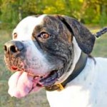 Two Ply Leather American Bulldog Collar for Agitation Training