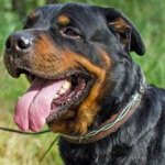 Barbed Wire Painted Leather Rottweiler Collar for Walking and Training