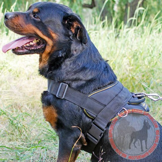 dog belt for rottweiler