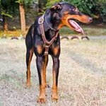 Tracking, Walking and Training Leather Doberman Harness