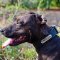 Identification Leather Pitbull Collar for Walking and Training
