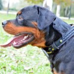Braided Wide 2 ply Leather Rottweiler Collar