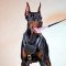 Felt Padded Leather Doberman Harness for Attack Training