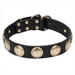 "Hip and Edgy" Leather Dog Collar with Royal Color Brass Circles