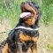 All Weather Padded Nylon Rottweiler Harness for K-9 Work