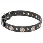 "Magic Necklace" Amazing Leather Dog Collar with Brass Circles and Studs