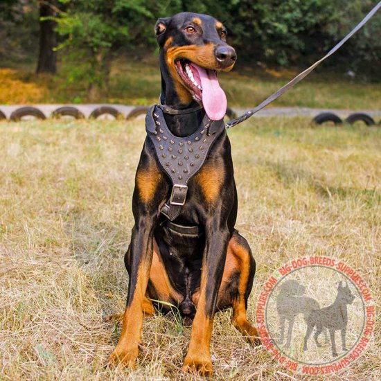 doberman harness size