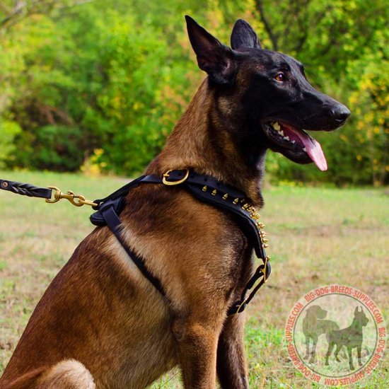 dog muzzle for belgian malinois