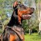 Agitation Training Leather Doberman Harness with Painting